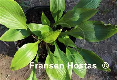 Hosta Paradise Tomatillo